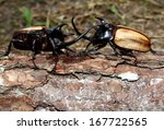 Small photo of Rhinoceros beetles are fiercest fighting