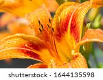 Lilies Lilium Lily   Flowers...