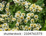 Chamomile. Extract of Italian chamomile Matricaria recutita is considered strong tea. It was used in phytotherapy as antimicrobial and anti-inflammatory. It is also used in ointments and lotions, 