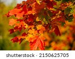 Small photo of Maple leaves in autumn. The brightest colors come from maples, which have vibrant shades of yellow, orange and red.