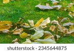Autumn leaves on the lawn....