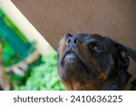 Small photo of Fearless and authoritative guardian Quietly radiates a sense of power The embodiment of the essence of Rottweiler life