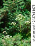 Small photo of Anthriscus sylvestris, known as cow parsley, wild chervil, wild beaked parsley, Queen Anne's lace or kek.
