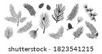 Christmas tree vector branches, fir and pine cones, evergreen set, holiday decoration, black winter symbols isolated on white background. Nature illustration