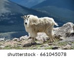 Rocky Mountain Goat 