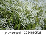 White flowers on a Clematis recta plant growing in a garden. Ground virginsbower