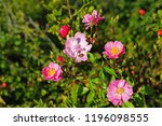 Pink Flowers Of Rosa Canina...
