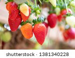 Small photo of Strawberries growing pursuant to special technology in hanging containers, Israel.