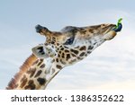 Close Up Of Giraffe Head In...