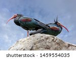Two Northern Bald Ibis Or...
