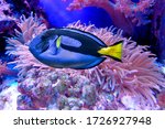 Blue fish with with yellow tail. Blue tang or Regal tang or Palette surgeonfish (Paracanthurus hepatus )