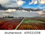 Vineyards In Autumn Colors Of...