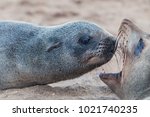 Small photo of Two social lion seals in funny pose - checking teeth