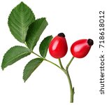 Branch Rosehip Barries With...