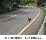 Road With A Chicken 