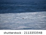 Sea Otters Swimming In The Wild ...