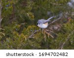Tufted Titmouse Looking At The...