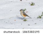 A Tufted Titmouse Standing The...