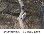 Female Red Bellied Woodpecker...