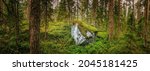 Northern Forest Landscape With...