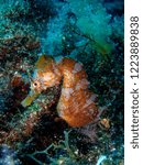 Small photo of Seahorse macro underwater photo Hippocampus hippocampus.