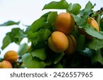 apricot, apricot tree, sky, summer,  juicy apricot, orange, light and shadow 