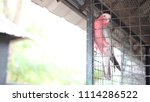 colorful parrots inside a... | Shutterstock . vector #1114286522