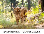 A Female Tigress Walking Head...