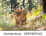 A Female Tigress Walking Head...