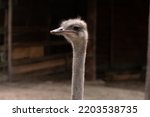 Head Of Ostrich. Beak Of...