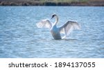 Small photo of Graceful white Swan swimming in the lake and flaps its wings on the water. White swan is flapping its wings above calm blue water surface background. The mute swan, latin name Cygnus olor.