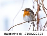 Cute bird the European Robin, Erithacus rubecula. sitting on the tree branch in winter. Beautiful song bird