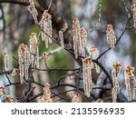 Small photo of Backlit cluster of female European aspen or Quaking Aspen, Populus tremula, catkins, under the soft spring sun