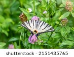 Beautiful Butterfly Scarce...