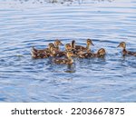 Cute Little Duckling Swimming...