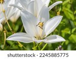 Small photo of White lily flowers , Lilium candidum, the Madonna lily. Lily flower and it's petals in green garden in sunmmer day
