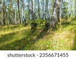 Small photo of Beautiful sunny day in the forest. Summer or early autumn landscape with green birch trees. Young birch with black and white birch bark in summer in birch grove against background of other birches.
