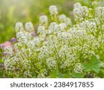 Small photo of Verbena bonariensis flowers, Argentinian Vervain or Purpletop Vervain, Clustertop Vervain, Tall Verbena, Pretty Verbena, in garden on green blured background