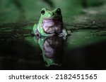 Green Tree Frog Reflections In...