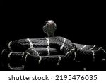 Small photo of Black snake with white ring in the dark, mangrove snakes, cat snake, boiga dendrophila