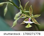Epidendrum Stamfordianum Orchid ...