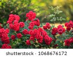 Beautiful Red Roses Bush In...