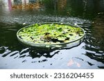 Lily pads with lotus flowers in ...