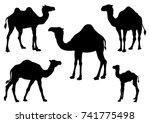 Set Of Camel  Silhouettes  ...