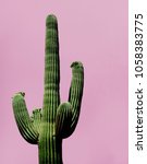 Cactus On The Pink Background ...