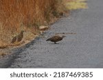 Small photo of Shelley's francolin bird crossing a tar road, Marakele National Park, South Africa