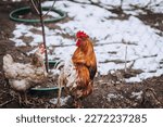 A rural rooster and a flock of hens walk outdoors on the farm. Close-up photo of an animal, poultry.