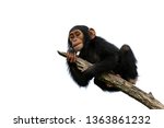 Chimpanzee On A Branch ...