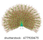 Beautiful Peacock Spreading Its ...