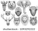 Animal Head Collection...